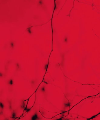 1395 Days Without Red-Sala-15.2