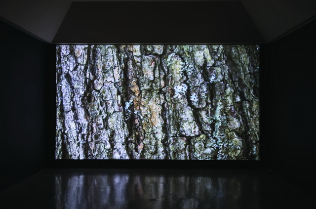 For the trees 1