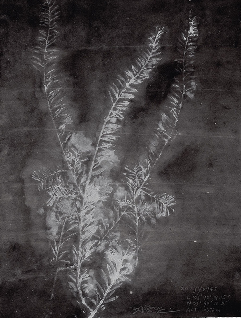 珠江源植物图志20ZJY0945  水墨拓印  34x45cm 2020年