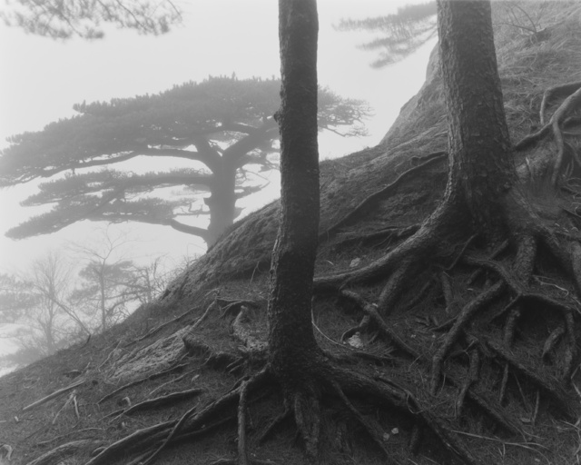 Unnamed Tree 10